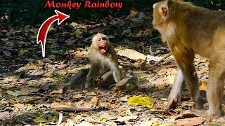 ___________Poor monkey Rainbow cri after Libby bite her cuz SHE picks her leftover to eat