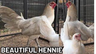 Beautiful Color Chicken White Black Hennie - SAVALA FARMS