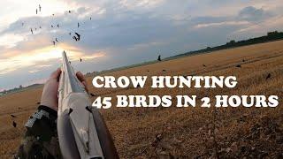 Crow hunting -  45 birds in 2 hours