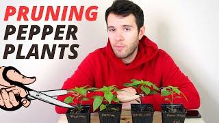 Pruning Pepper Plants - How To Prune Peppers For Bigger Harvests - Pepper Geek