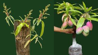 I Am Trying To Mango Bud Grafting Techniquse | How To Graft A Mango Tree