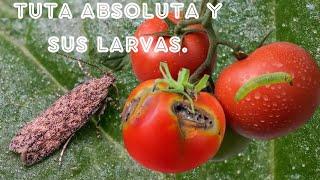 TUTA ABSOLUTA: 6 formas de eliminarla de tus tomates.