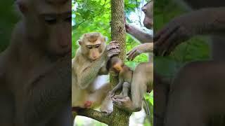 Lovely Abandon Monkey - Enjoy Watching Orphan Baby Monkey In Wild Monkey - Daily Baby Monkey #Short