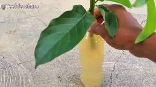 How to Grafting  Avocado After Cut Grow Roots 100% Garlic Root Help