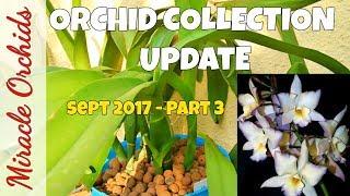 Orchid collection update - Part 3 - Sept 2017