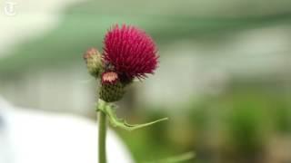 RHS Chelsea Flower Show: six ever popular plants