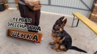 Первая дрессировка щенка. Часть 2