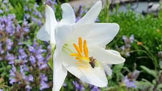 Белая лилия - чудесный цветок. Полезные свойства. Лечебные свойства белой лилии.