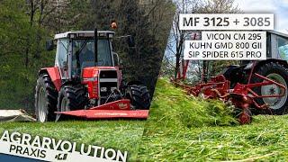 MF 3125 + 3085 - Kuhn + Vicon + SIP • Mowing + tedding grass | Agrarvolution Praxis