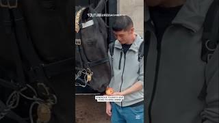 Generous tourists give food to the King horse #RessacaMenta  #kindness #kingshorse #kingsguard