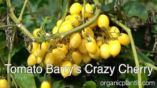 Tomato Barry's Crazy Cherry | Organic Plant It