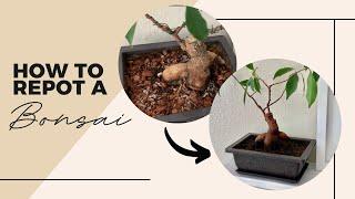 How to Repot a Bonsai - Ginseng ficus