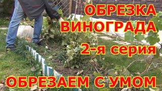 ч 2  ОБРЕЗКА ВИНОГРАДА осенью. 2-Я СЕРИЯ! Обрезаем с умом!