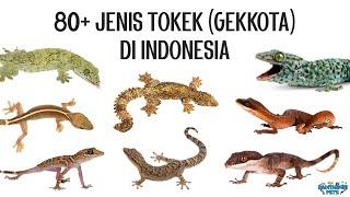 80+ Jenis Tokek (Eublepharidae dan Gekkonidae) di Indonesia