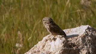 Little owl  / כוס חורבות