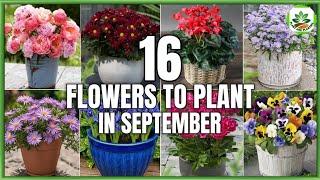 16 Best Flowers to Plant in September | Flower Plants to grow in September | Plant and Planting