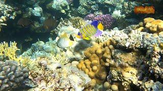 2 minutes of snorkeling as if you were there on a reef of the Red Sea