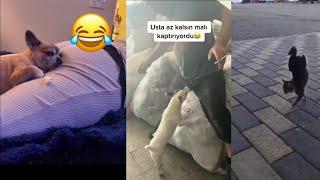 EĞLENCELİ KEDİ  KÖPEK  VİDEOLARI @TBFTaha