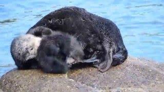 Baby Sea Otter Squeaks While Being Groomed