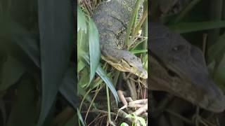 Berburu tembak 2 ekor biawak jumbo‼️monitor lizard hunting