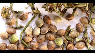 Mel Frank: Selecting Ideal Cannabis Seeds & Storage / Derek Gilman / Ganjier