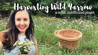 How to Harvest Wild Medicinal Yarrow | Wild Edible Plants