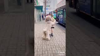 #TikTok #Trending #cutedog #dog #cat #cutecat #3223 #short #shorts