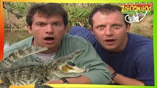  Zoboomafoo with the Kratt brothers 135 | Who's in the Egg? | Animal Shows For Kids | Full Episode