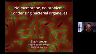 NGBS2020 Biological Phase Separation - Stephanie Weber