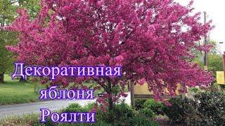 Посадите в своем саду декоративную яблоню Роялти - она привлечет внимание каждого!