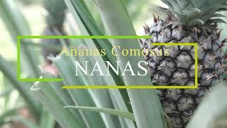 Agropedia - Nanas