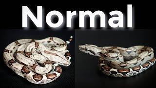 Boa Constrictor Morph Guide (NORMALS)