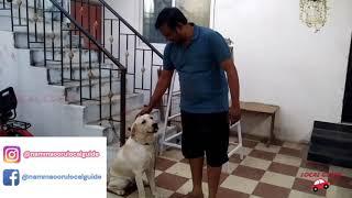 Things to Know before buying a Dog |naivalarpumurai|dogmaintenance|kennel|dogshampoo|dogperfume