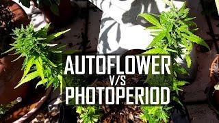 Seeds, Soil & Sun: How to Grow Cannabis (#4 Autoflower vs. Photo-period Strains / Repotting Plants)