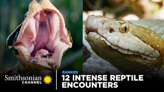 12 Intense Reptile Encounters | Smithsonian Channel