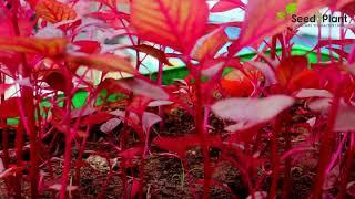 Red Amaranthus I Seed2Plant I Health Benefits Of Red Amaranthus
