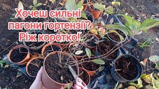 Обрізка волотистої гортензії Підготовка до зими️#гортензія#волотиста#сад#вирощування#квіти#продаж