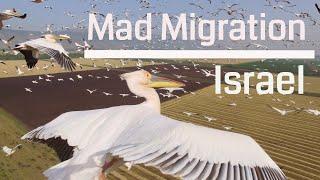 Mad Migration!!! Bird Migration above israel 4K