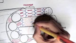 Myology - Skeletal Muscle Contraction