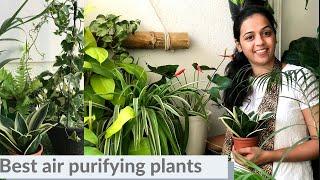 6 Best indoor air purifying plants for the home | Garden Vibes