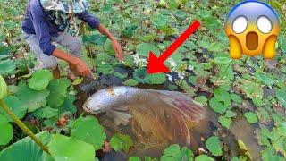 Technique Skill And Found Giant Betta Fish And All Kind Of Bette Fish Near In Rain Season