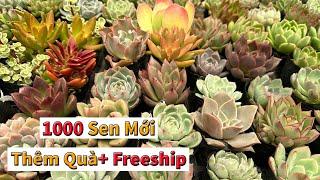 Sen đá dễ trồng nhiều mẫu xịn đẹp cho người chơi mới | succulent Gia Nghia