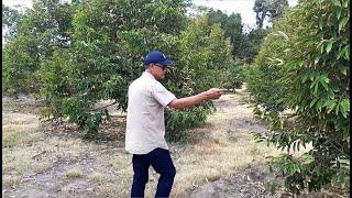 kebun durian premium panen perdana usia 27 bulan