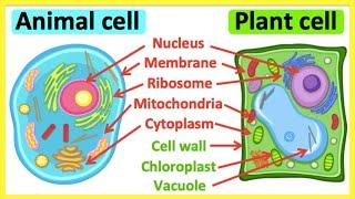Animal cells vs plant cells | What's the difference? | Anatomy & function