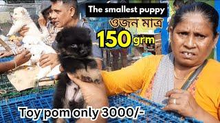 Exotic Dog Market / Kolkata pets market / Biggest dog puppies market India / Dog Update 