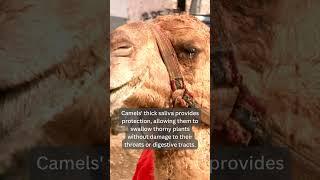 Amazing Insights on Camels Their Thorny Diet Explained!