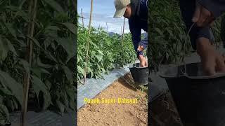 Pupuk Cabe Ala Petani Muda