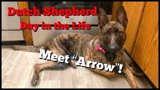 Dutch Shepherd - Day in the Life - Meet "Arrow" - Apartment Living