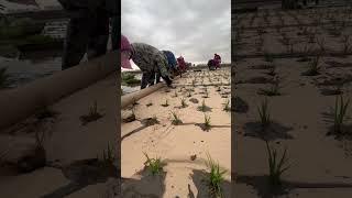 Biodegradable Paper Film No More Weed Spray On  Rice Fields #satisfying #shot