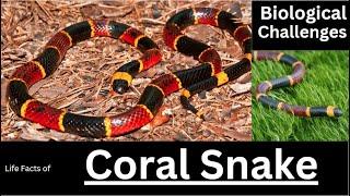 Uncovering the Secrets of Coral Snakes | Life Facts and Biological Challenges